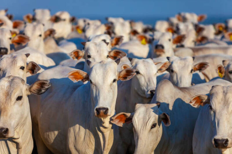 Mato Grosso Bate Recorde Na Produ O De Carne Bovina Em Clichoje