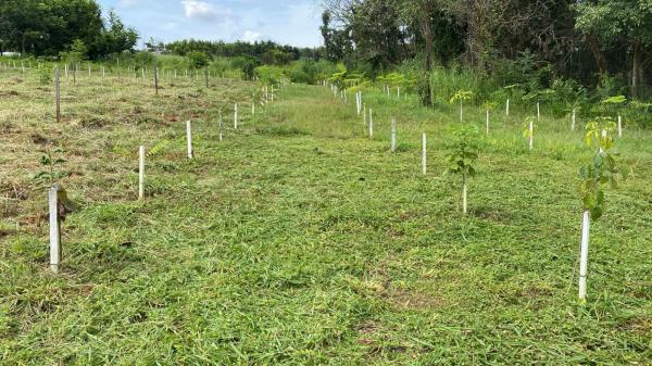 Parceria fortalece recuperação ambiental em Sorriso