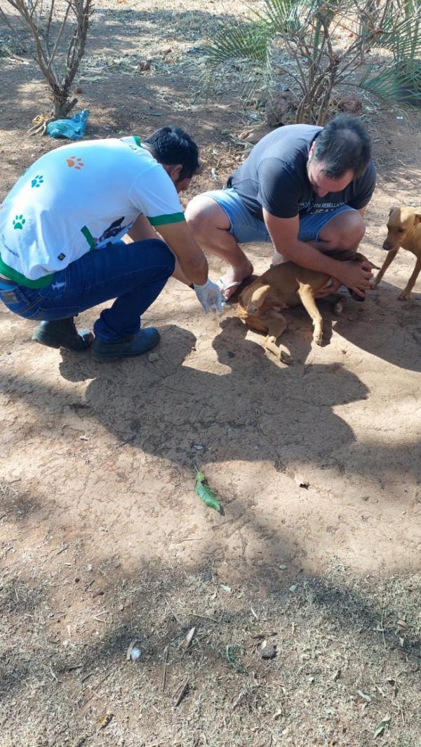 Sorriso: Amanhã é dia D de imunização antirrábica na Zona Leste