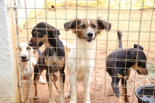 Damiani requer informações sobre políticas públicas de proteção e controle da população de cães e gatos em situação de rua