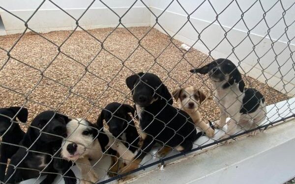 Sorriso: Município elabora projeto de lei para controle populacional de cães e gatos