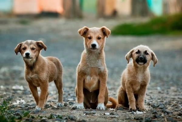 Após cobrança de Damiani, Prefeitura começa a elaborar lei para controle populacional de cães e gatos